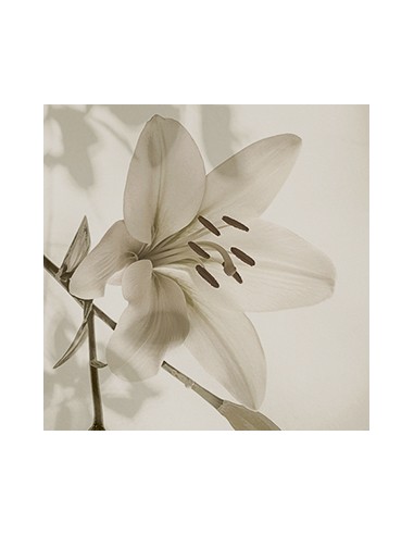 Gioia rivestimento decorato Gardenia...