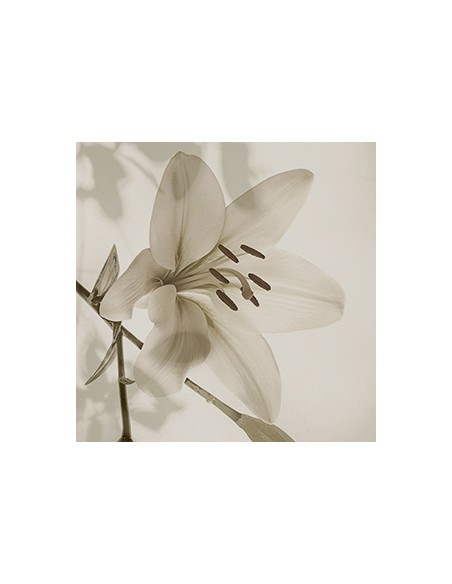 Gioia rivestimento decorato Gardenia Orchidea 60x120